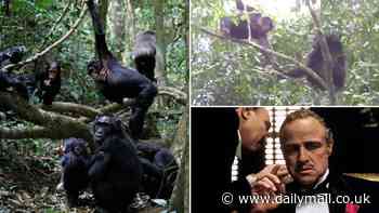 Move aside, Vito Corleone and Sophia Loren! It's not just Italians who gesture with their hands - chimpanzees do too, study finds
