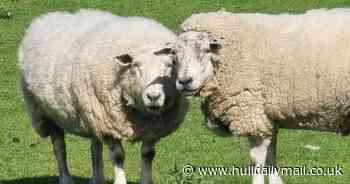 Special event coming to east Hull farm just in time for Hull Pride