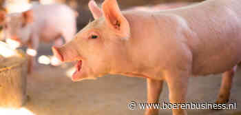 Biggenprijs blijft dalen, export breekt records