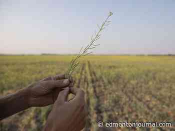 Opinion: Canada's carbon tax fights climate change, keeps food prices low