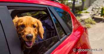 Requirements simplified for bringing dogs into U.S. from rabies-free, low-risk countries