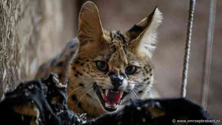 Eigenaresse ontsnapte serval is met vakantie, maar komt snel weer terug