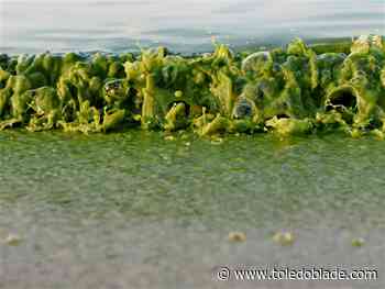 Summer 2024 algal bloom coming on strong, at least in this area