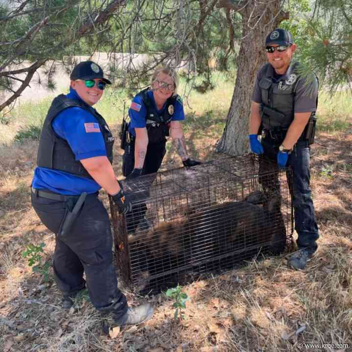 Bear captured in South Valley