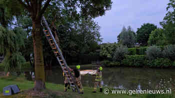 Vogel vast met visdraad in de boom, brandweer redt hem