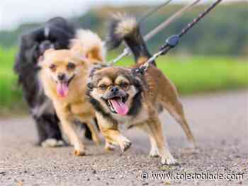 'Bark-mas in July' in Pemberville Friday