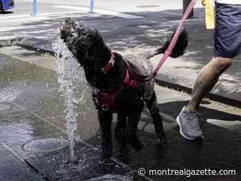 U.S. loosens strict rules for dogs from Canada crossing border