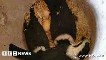 'Breakthrough' as rehomed falconet lays eggs