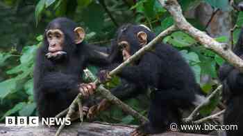 Chimps share humans' 'snappy' conversational style
