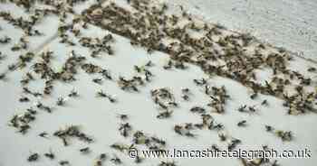 How long is flying ant season and how long do they live?