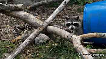 Saskatoon zoo manager says most animals there are paws-itively enjoying the heat, despite the smoke