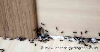 What smells and plants do ants hate? Keep them away