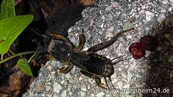 Rätselhaftes Insekt in Prien am Chiemsee entdeckt: Wer kann es identifizieren?
