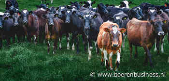 Melkvolume Nieuw-Zeeland laagst sinds 2019
