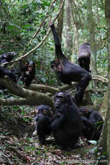 Chimps, Like Humans, are Fast Talkers — With Their Hands