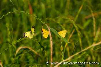 Evolutionary Mismatch: When Environments Change Faster than Species Do