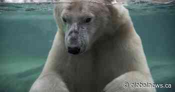 Necropsy results set to be announced Tuesday for Calgary zoo’s polar bear