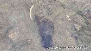 Dronten - Waarschuwing voor jeukslakken bij Abbertstrand in Dronten