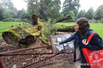 Warum der Specht beim Hämmern kein Kopfweh hat