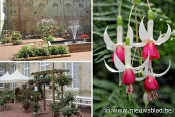 Nog de enige in Vlaanderen: fuchsia-expo lokt bezoekers van heinde en ver naar abdij in Hemiksem