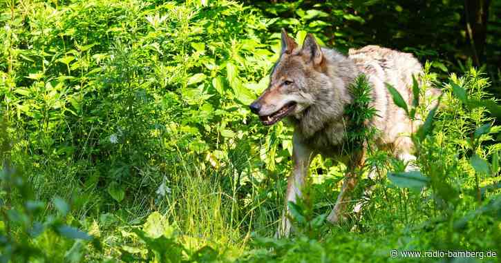 Aiwanger: Deutschland hat weltweit höchste Wolfsdichte