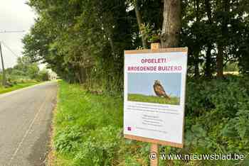 Borden moeten voorbijgangers waarschuwen voor broedende buizerds: “We kregen al meldingen van schijnaanvallen”