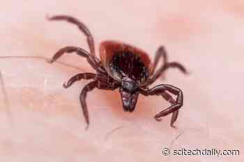 Could You Have Lyme Disease and Not Know It?