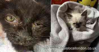 Bexley officer who sold dying kittens has sentence cut