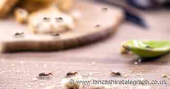 How to stop ants coming in your home naturally - expert tips