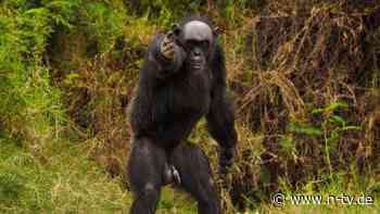 Mehr Effizienz im Zusammenleben?: Schimpansen gestikulieren so schnell wie Menschen sprechen