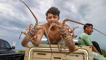 What to know as Florida's 2024 lobster mini-season set to start