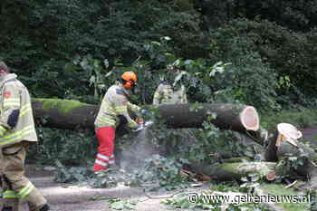 Boom van 25 meter valt over de weg