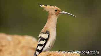 Zeldzame vogel na ruim 70 jaar terug in Nederland: 'Dit is hoopvol voor de natuur'