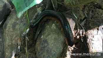 Galt als ausgestorben: Jetzt haben Wissenschaftler ein riesiges Exemplar auf Madagaskar entdeckt