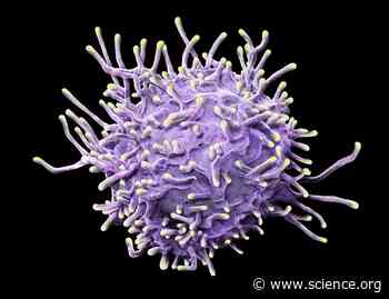 The kinase ITK controls a Ca2+-mediated switch that balances TH17 and Treg cell differentiation | Science Signaling