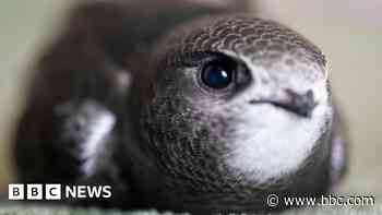 New buildings to feature bricks for nesting birds