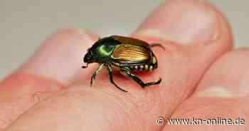 Japankäfer kurz vor der der deutschen Grenze: Landkreis Lörrach richtet Befallszonen ein