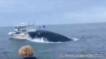 Tieners filmen hoe walvis keihard op boot slaat in VS