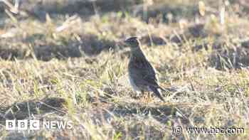 Skylark nests 'potentially destroyed' by mowing