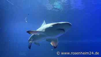 „Ich bin geschockt“: Hai-Alarm an beliebtem Strand – Opfer in kritischem Zustand