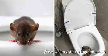 How to stop rats and snakes coming up through the toilet