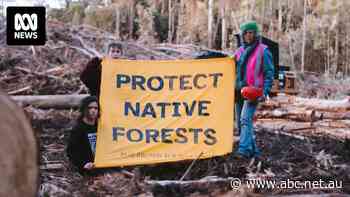 Forestry company pays legal costs after wrongly banning protesters from public native forest reserves