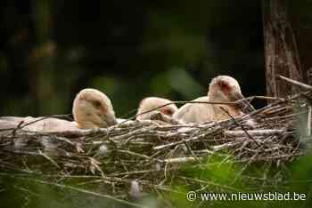 Vier zwartsnavelooievaars geboren in Zoo Planckendael: “Dit is de belangrijkste geboorte van het jaar”