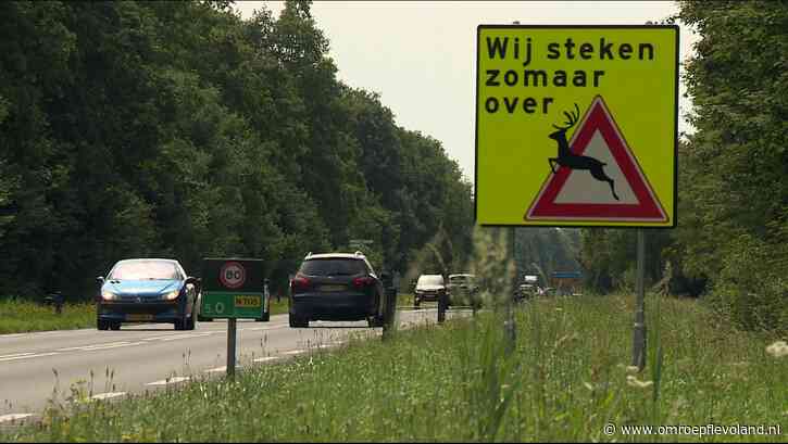 Flevoland - Hitsige reeën kunnen weer zomaar oversteken en je moet dan vooral niet uitwijken