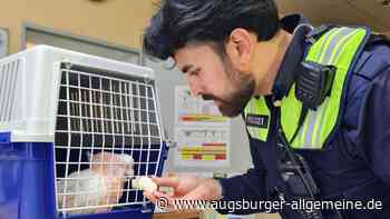 Ausgebüxter Kakadu lässt sich bei Polizei nicht vernehmen