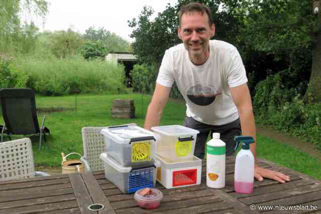 Wijnegem eist titel van ‘pakkampioen’ Aziatische hoornaar op: “27 gevangen koninginnen is echt héél straf”