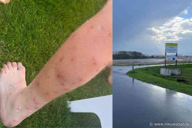 “We werden aangevallen door een hele zwerm”: eerste knijtenplaag dient zich aan en iedereen wijst naar zelfde schuldige