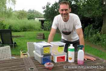 Wijnegem eist titel op van ‘pakkampioen’ Aziatische hoornaar: “27 gevangen koninginnen, da’s echt straf”