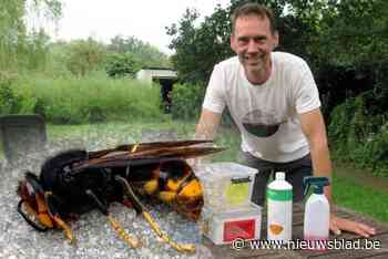 Wijnegem eist titel op van ‘pakkampioen’ Aziatische hoornaar: “27 gevangen koninginnen, da’s echt straf”