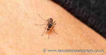 UK malaria and dengue warning: How to prevent mosquito bites